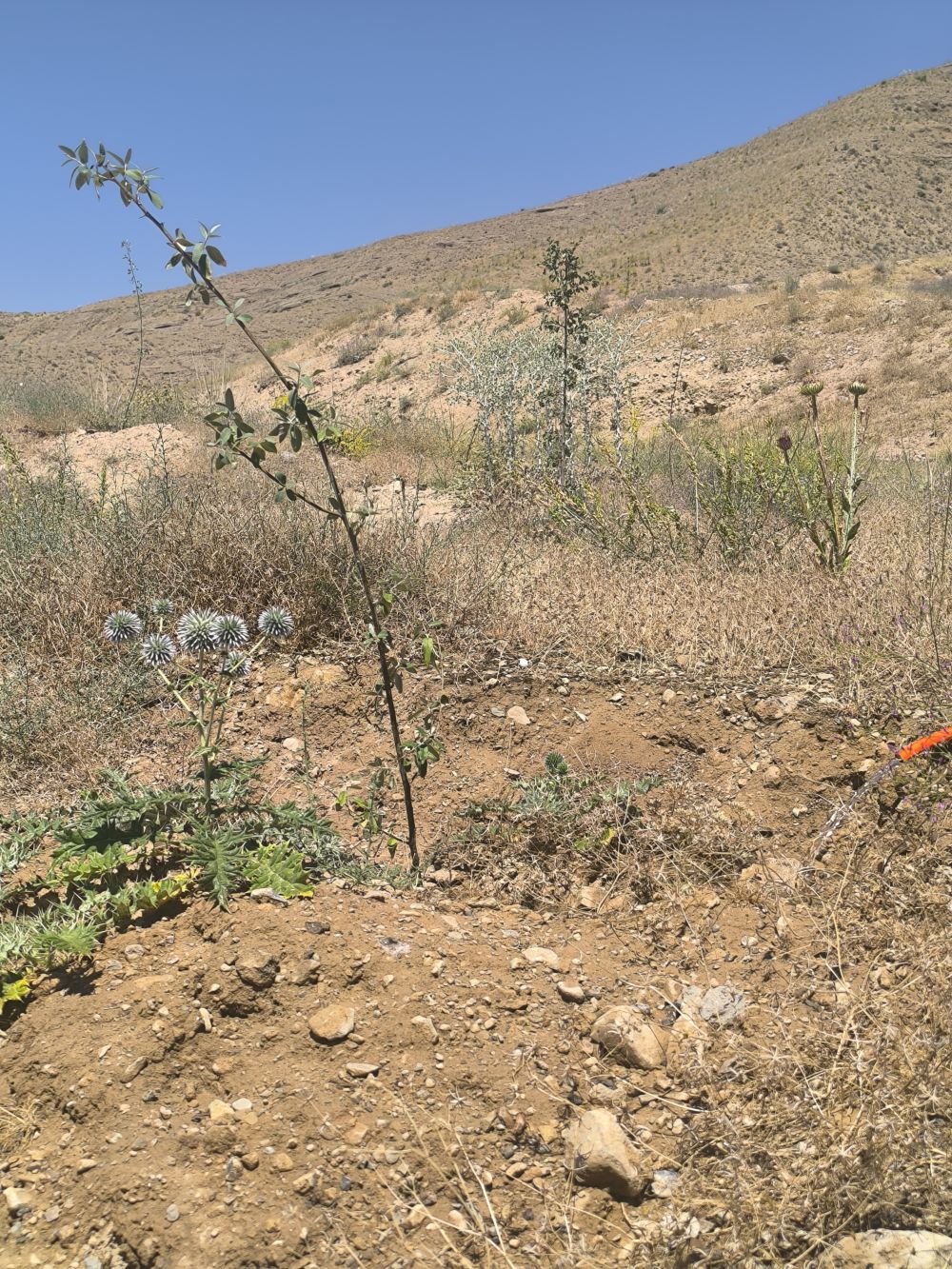 مستندات گزارش